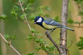 Image result for Kohlmeise vogelhouse