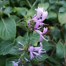 Image result for Hypoestes aristata