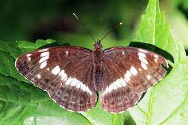 Known as the patriotic butterfly, the red admiral features red, white, and blue on the edges of the forewings. Limenitis Camilla Wikipedia