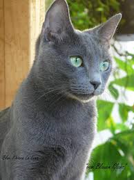 Die edle rassekatze im portrait. Index