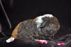 Ausgewachsen werden meerschweinchen 20 bis 35 cm gross. Das Ch Teddy Meerschweinchen Im Portrait Markt De