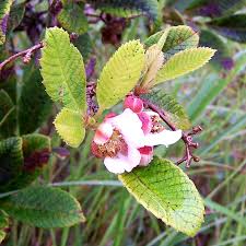 Image result for Tetracera boiviniana