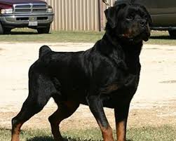 Earn points & unlock badges learning, sharing & helping adopt. Von Warterr Rottweilers German Rottweiler Breeder