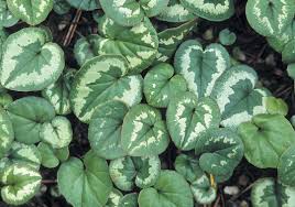 Image result for Cyclamen parviflorum