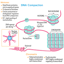 Biochemistry Basics Pogil Answer Key Dna Compaction Draw It To Know It Biochemistry Biology Dna Drawing
