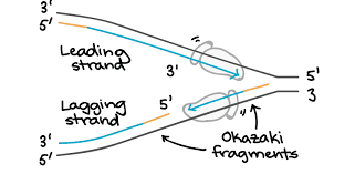 Molecular Mechanism Of Dna Replication Article Khan Academy