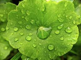 Alibaba.com 1567 daun pegaga di ataş para ürünü sunuyor. Pegaga Photos Free Royalty Free Stock Photos From Dreamstime