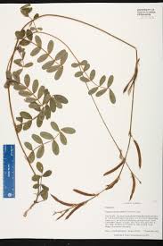 Image result for Rhynchosia chapmanii