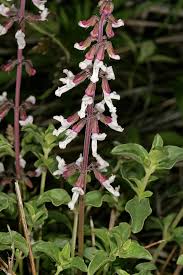 Image result for Orthosiphon thymiflorus