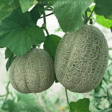 Melons most commonly grown in texas include honeydew, muskmelon and watermelon. How To Grow Cantaloupe 9 Tips For Growing Cantaloupe Growing In The Garden