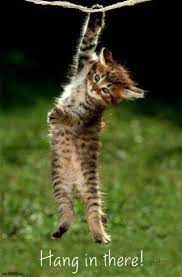 Pin On Animals
