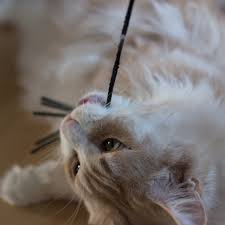 Female cat in heat sounds cat hissing sound effects big cat voices meowing kitten. How To Tell If Your Cat Is In Heat And Tips To Calm Her Pethelpful By Fellow Animal Lovers And Experts