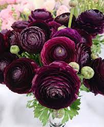 Burgundy Ranunculus In 2020 Flowers Pretty Flowers Amazing Flowers