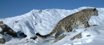 Snow Leopard Facts - Snow Leopard Trust