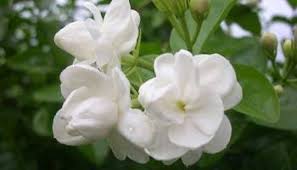 We did not find results for: Kumpulan Gambar Bunga Melati Dan Jenisnya Alamendah S Blog