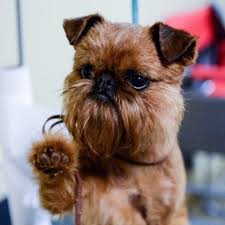 Can i get a puppy from a. American Brussels Griffon Association