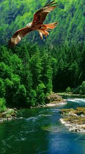 Pin By Ferhat Algun On Manzara Beautiful Birds Eagle Pictures Birds Flying Away