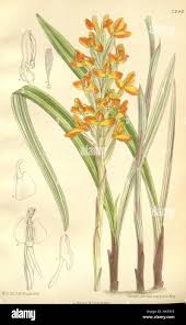 Image result for Disa aconitoides