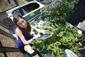 Tilapia fish farming can be traced to ancient egyptian society. My Backyard Fish Farm The Globe And Mail