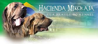 Atualize sua barra de governo. Fila Brasileiro Hacienda Mikolaja Kennel Home Facebook