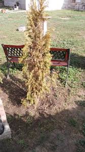 Image result for thuja drying out dead dried symptoms)