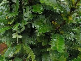 Image result for Phyllanthus beillei