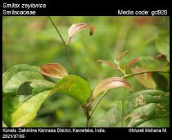 Image result for Smilacaceae