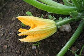 We did not find results for: Female Zucchini Flowers Knowing The Girls From Boys