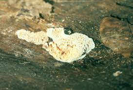 Image result for Pycnoporellus alboluteus