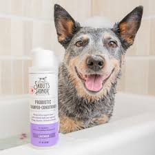 Best Products For A Stinky Dog