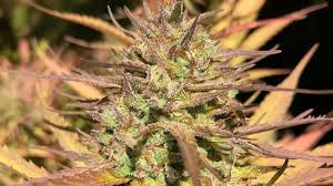 Our formula is created from plants that are nurtured organically. Grove Grvi Stock Price Quote News Stock Analysis