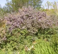 Image result for Podalyria