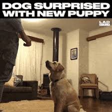 This Dog S Reaction Is The Best Thing Ever Adorable Animals Cute Funny Animals Funny Animals Pets