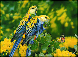 Check spelling or type a new query. Beautiful Birds Wallpapers For Laptop Jpg Beautiful Yellow Birds Hd 1054x775 Wallpaper Teahub Io
