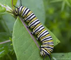 It has a wide range, occupying different. 4 Common Caterpillars What They Mean To Your Garden Hobby Farms