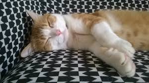 Je recherche une personne responsable et sérieuse qui pourrait garder mes 2 gros bb pendant 6 semaines environs à partir du 1 septembre, date exacte non déterminées pour le moment. Garde D Animaux En France Annonces Et Offres D Emploi