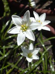 Image result for Tristachya viridiaristata