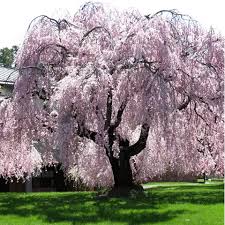 Image result for Prunus