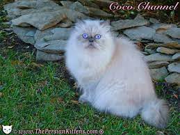 I Love This Beautiful Persian Cat Name Coco Channel Persian Cats For Sale Persian Cat Persian Kittens