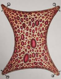 Student Surrealist Art Exhibit Online: 2024 Hillsborough County