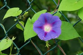 Image result for Ipomoea tricolor