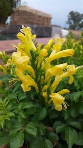 Image result for Tecomaria nyassae