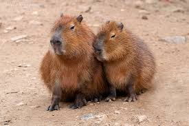 Also called capivara (in brazil), capiguara (in bolivia), chigüire, chigüiro, or fercho (in colombia and venezuela), carpincho (in argentina, paraguay and uruguay) and ronsoco (in peru), it is a member of the genus hydrochoerus, of which the only other extant member is the. Capybara Love Gabriel Paladino Ibanez