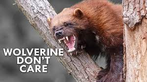 Check spelling or type a new query. Wolverines Are The Honey Badgers Of The North Youtube