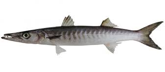 Barracuda, europeisk