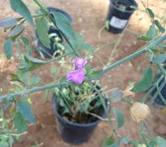 Image result for Dicliptera