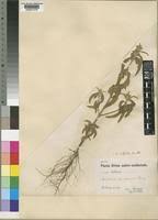 Image result for Acrotome inflata