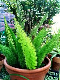 Check spelling or type a new query. Plantfiles Pictures Asparagus Foxtail Fern Myersii Asparagus Densiflorus By Chamma