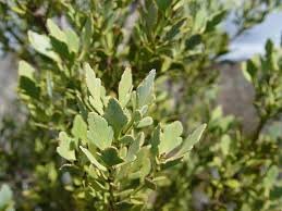 Image result for Phyllocladus