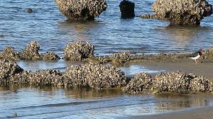 The development ban can also be set to proceed in these eight lgas, the premier introduced. Georges River Oysters Georges Riverkeeper